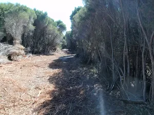 Wide sandy trail