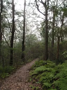 Ferns and tall trees on the Mouat Walk
