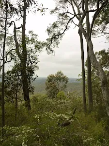 Forest views near Mt Sugarloaf