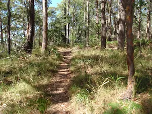 Track near Colin Watters Lookout