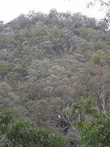 View into the Gorge from Florabella Pass