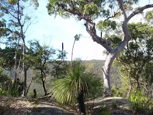 Grasstrees above Glenworth Valley