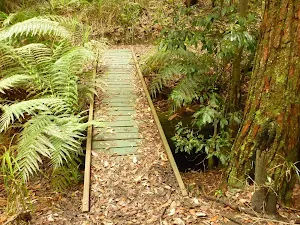 Timber bridge near the Pines Picnic area in the Watagans