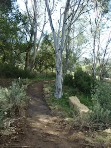 Newly formed section of Bridle Trail