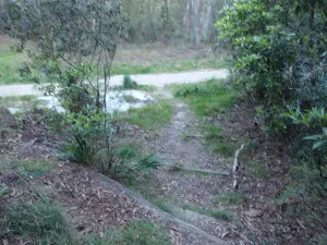 Leura Oval track down to management trail