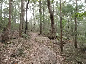 Toomey walk
