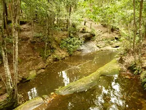 Pines Circuit Walk