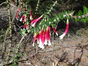 Epacris Longiflora (Australian Fuschia Heath)