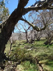 Lightly wooded Forest