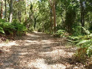 Trail through forest near Lookout Road in New Lambton Heights