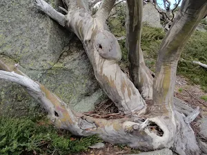 Snow Gum and Rock