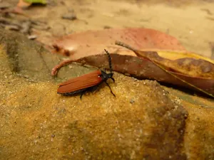 Insect on German Point Rd in the Watagans