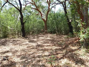Clearing beside Deer Pool