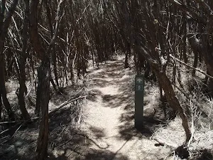 Track through heath to Wallagoot Gap