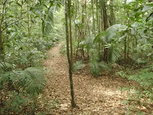 lovely shaded forest