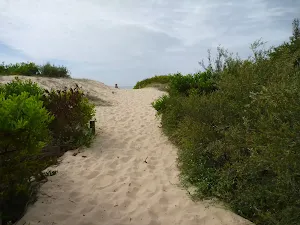Sandy track going up towards Redhead beach