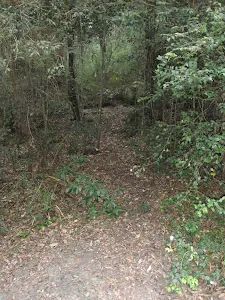 Sassafras Gully Track