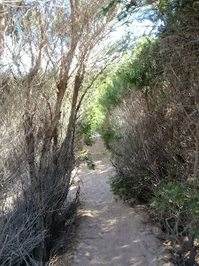 walking though the scrub