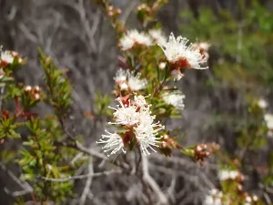 Tickbush (Kunzea ambigua) Flower