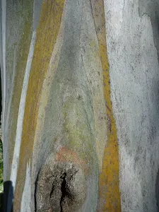 Alpine tree trunk