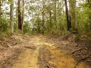 German Point Rd in the Watagans