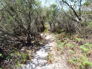 Kangartha Track north of Wallagoot Gap