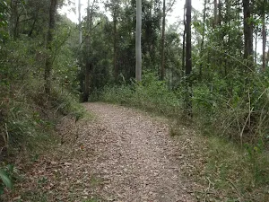 Taylors Rd lower trail