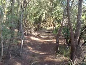 Through some casuarinas
