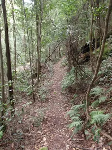 Ferny track