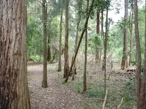 Open forest at northern Berowra Creek campsite