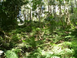 The undergrowth of the forest