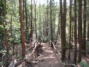 Heading through the trees