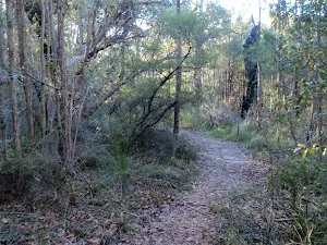 Banksia Forest along Lovetts Pool track