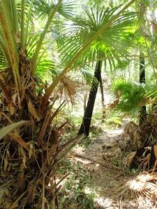 Palm Tree Circuit Track