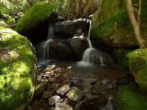 Mossy creek