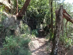 Heading through the bush