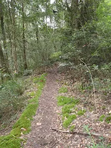 Moss lining track