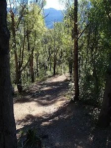 Lockleys Pylon track up spur