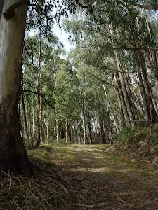 Walking through the tall wooded forest
