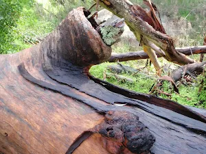 Log fallen on dam