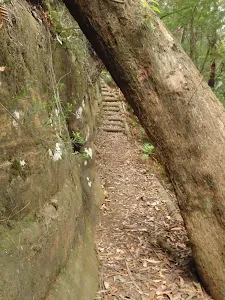 Passing under tree on the Guringai Walk