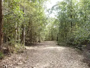 Wild Boar Road