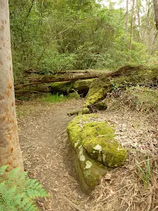 Pleasent track beside Zig Zag Creek