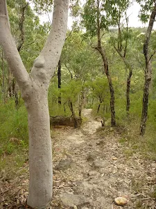 Benowie Track west of Hornsby Heights