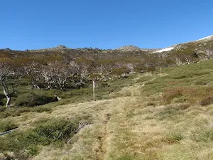 the faint grassy service trail