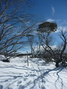 Leading among the Snowgums