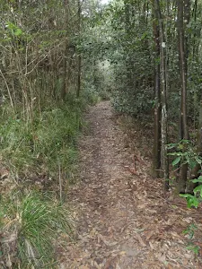 Magdala Gully Track