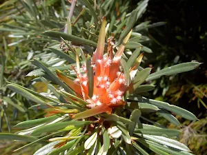 Lambertia formosa (Mountain Devil)