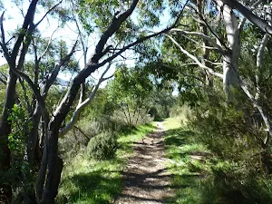 Forest forming an avenue on the Pipeline Path