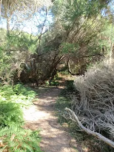 Track leading through the bush